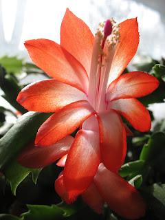 Schlumbergera truncata / Thanksgiving Cactus Flower