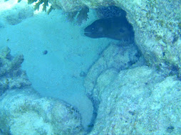 Moray Eel