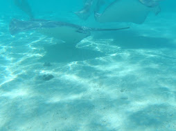 the underside of a sting ray