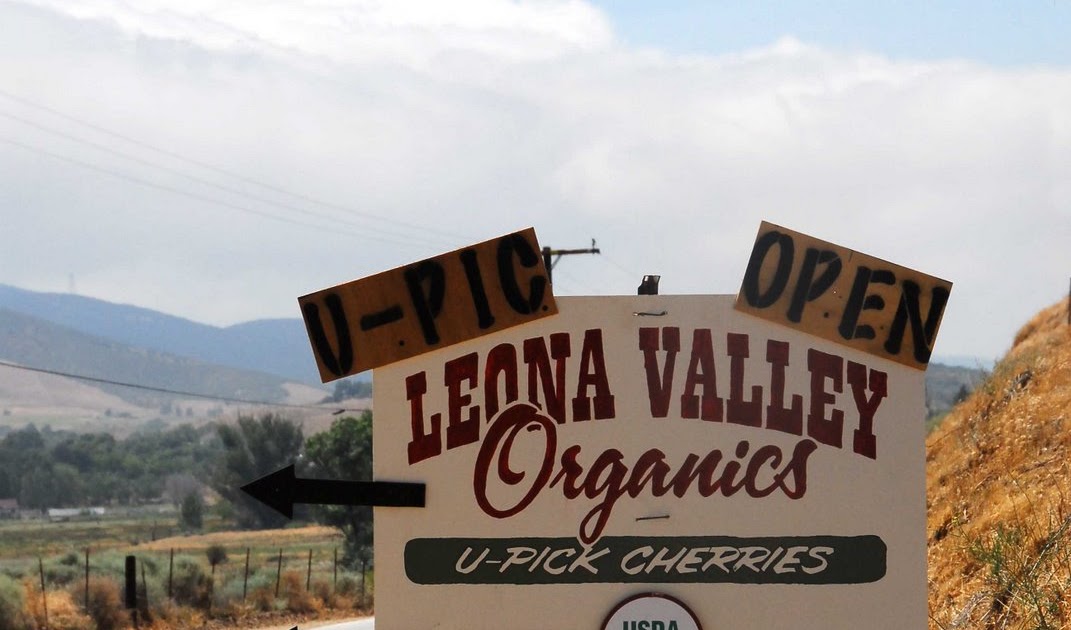 the puffy marshmallow chronicles Cherry Season at Leona Valley Organics