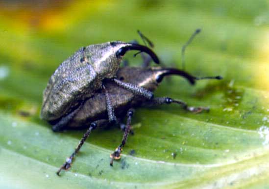 as diploid organisms,