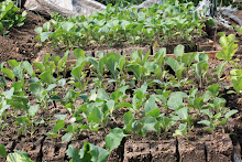 Sprouts in soil blocks