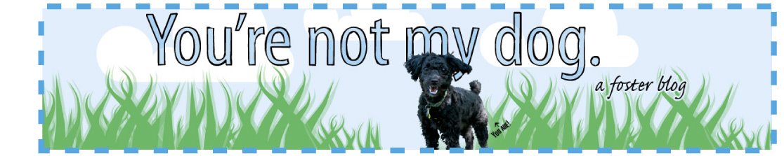 You're not my dog: A foster blog