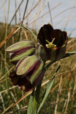 [Fritillary+web.JPG]