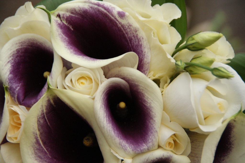 Purple And Cream