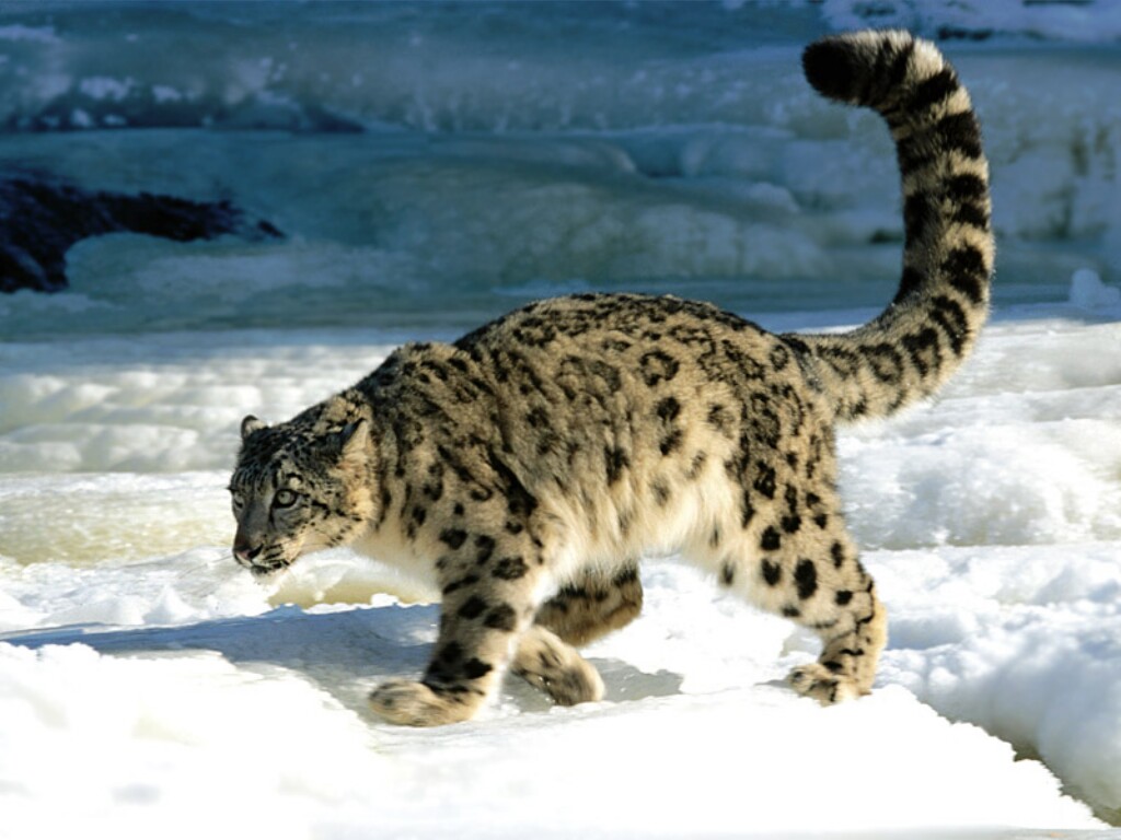 An Animal A Day: The Snow Leopard