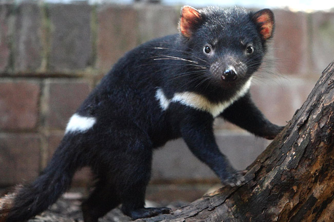 Tasmanian-Devil-joey.jpg