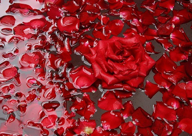 watsu como un ramo de rosas rojas Rosas+deshojadas%5B1%5D