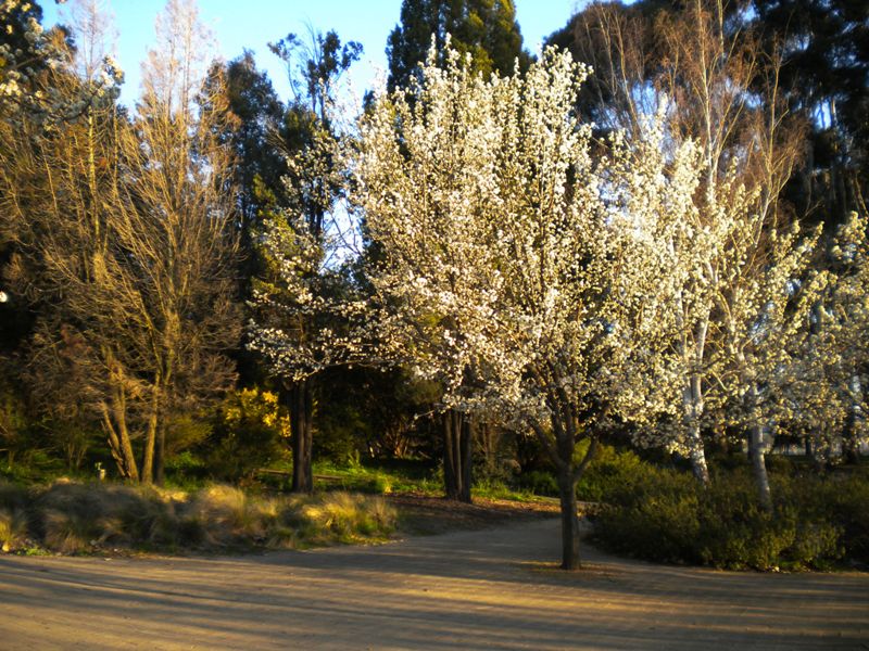 The Wandering Arborist Canberra City Beautiful and Garden City Capital