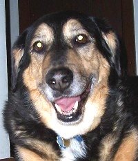 The happiest, handsomest hound, our Mr.O\