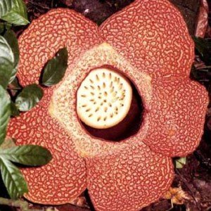 [rafflesia_alone.jpg]
