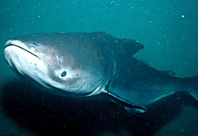 Biggest+mekong+giant+catfish