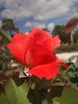 Trandafir  Rosu Simbol  al  iubiri