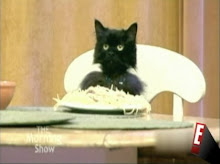 Spaghetti Cat