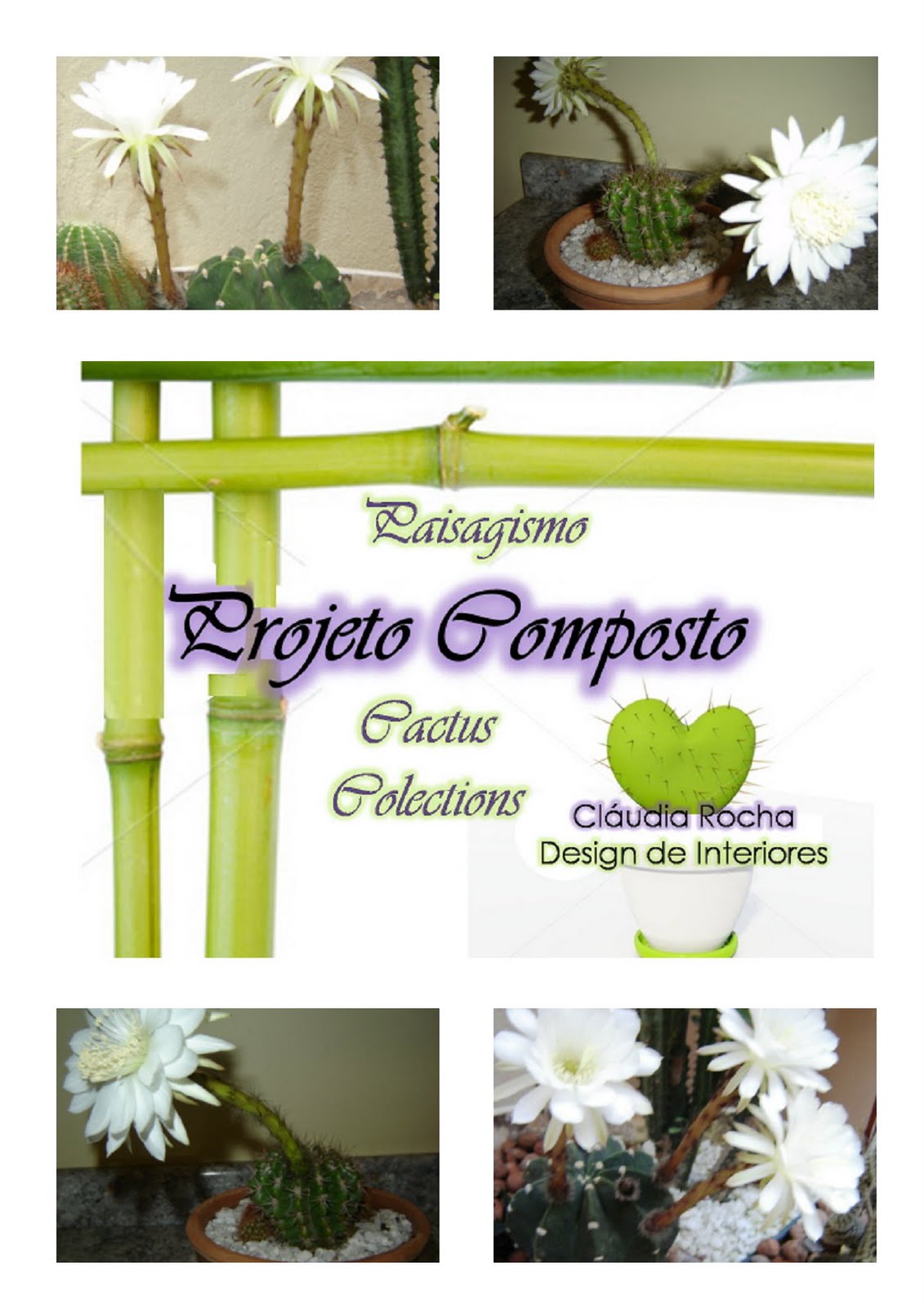flores jardim camburi: de cactos cactos de flores brancas cacto de flor amarela cacto de flor flores jardim camburi: de cactos cactos de flores brancas cacto de flor amarela cacto de flor