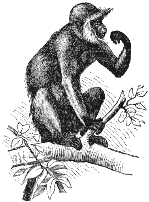 [hanaman-monkey_1_lg.gif]
