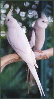 [CASAL+FEMEA+ALBINA+MACHO+CARA+BRANCA+CANELA.jpg]