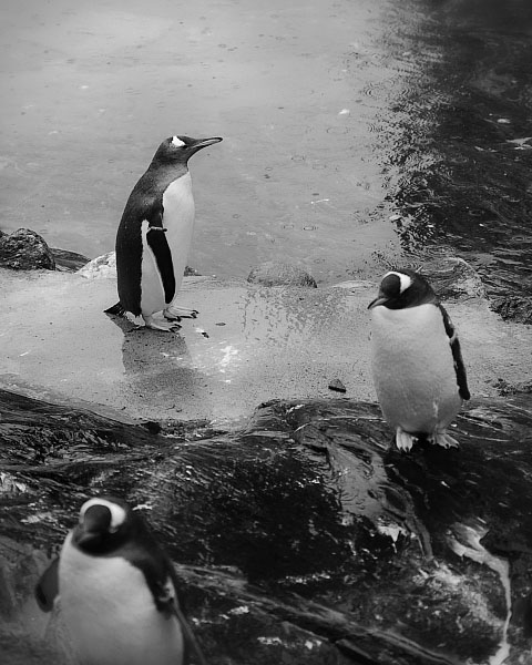 [Bergen_pinguins.jpg]