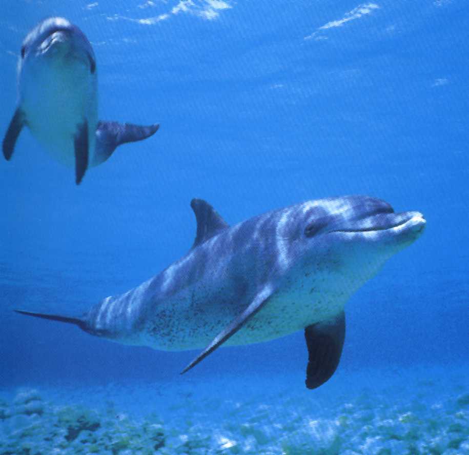 [Delfines.jpg]