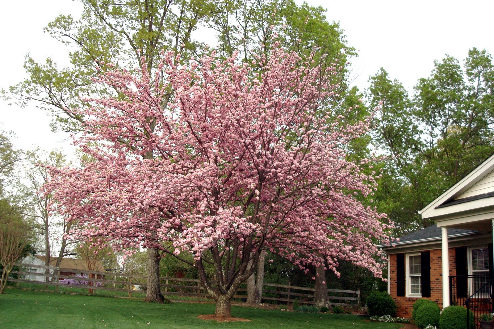 Cherry Kwanzan