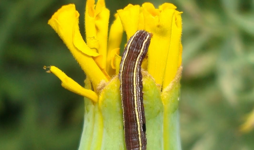 Flowers and Nature in my Garden Worm on marigold