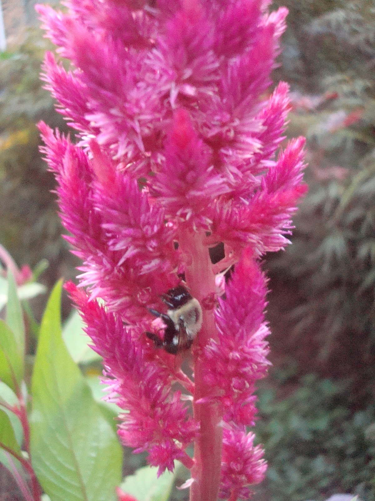 Flowers and Nature in my Garden