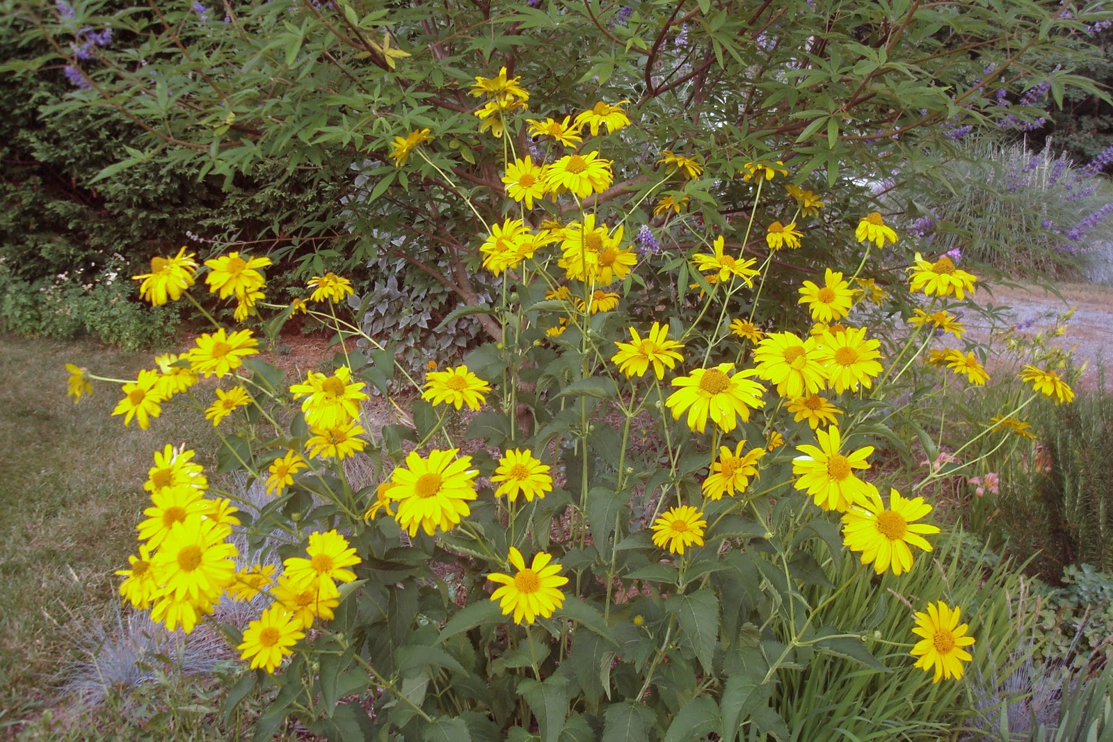 Flowers and Nature in my Garden False Sunflower