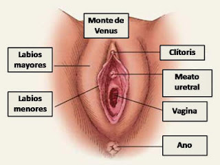 Como excitar al hombre con un pequeño miembro
