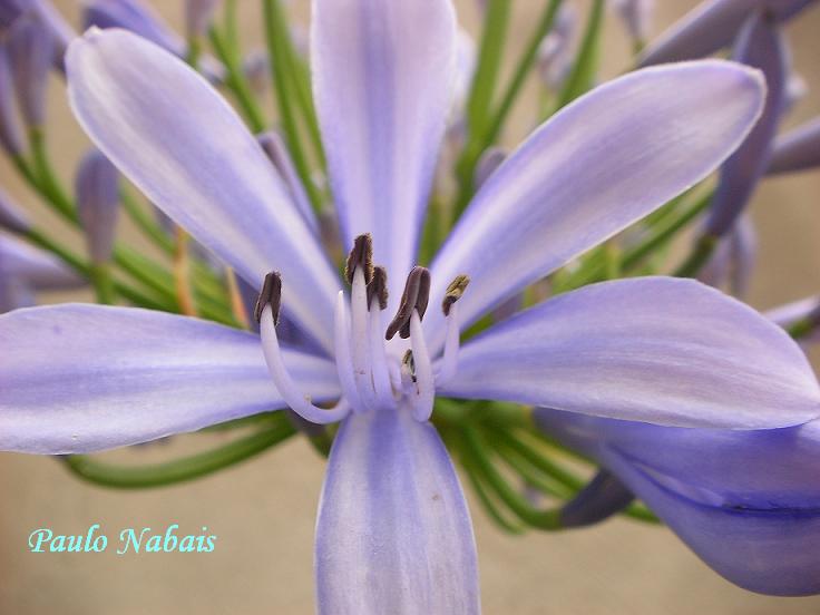 [Flor+jardim+lilas.JPG]