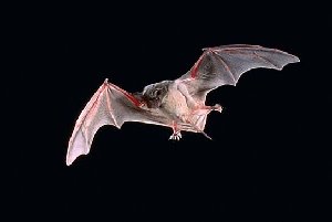 [bats.bmp]