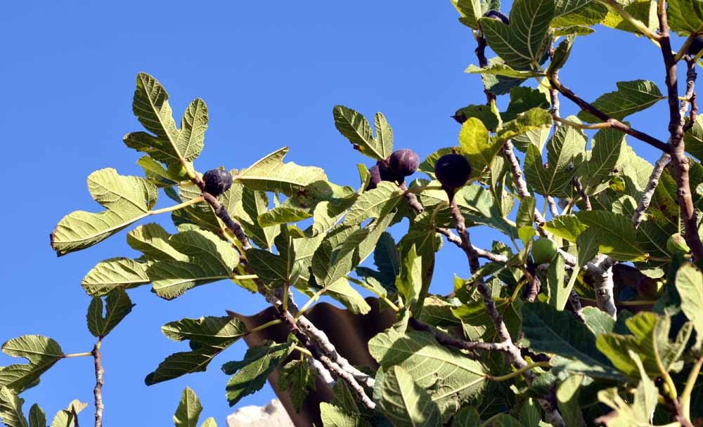 Maltese Nature The fig tree