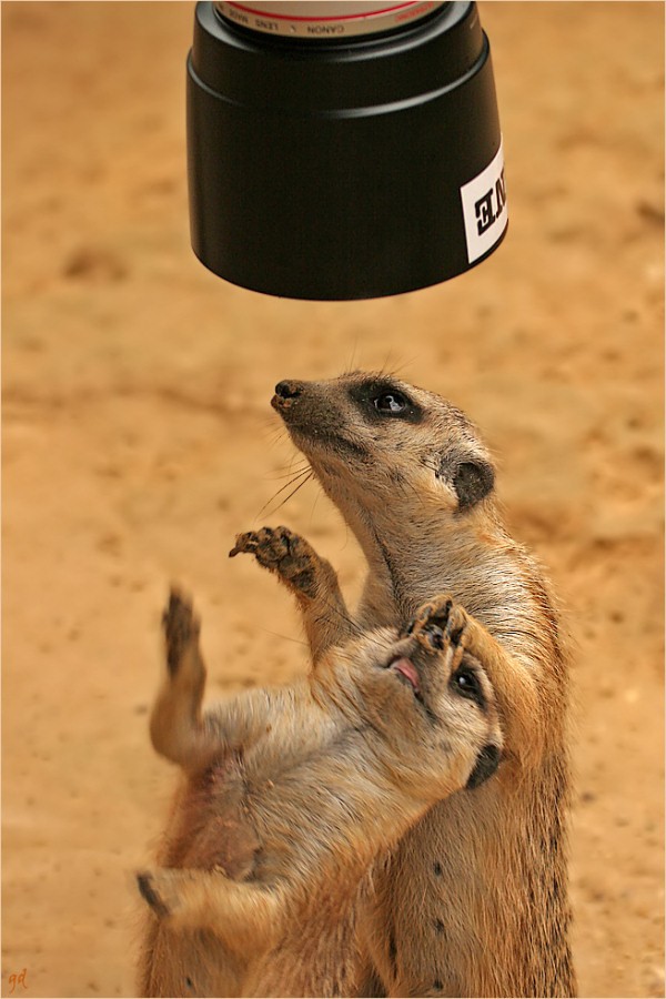 [meerkat.jpg]