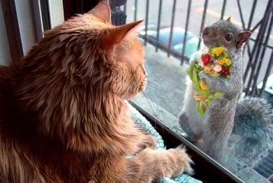 [catmouseb6ab9cld5.jpg]