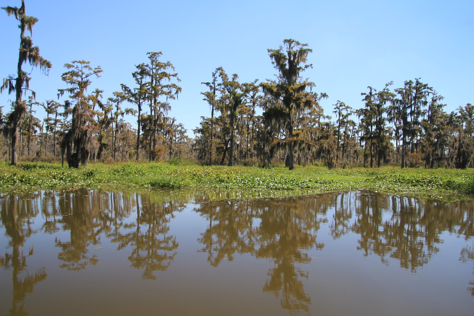 Hark, United States of America! Louisiana Tabasco & Swamps