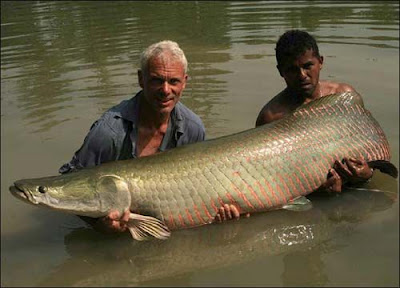 巨型魚怪 - 巨骨舌魚 （Arapaima）