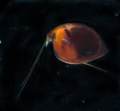 百慕達 詭異 生物