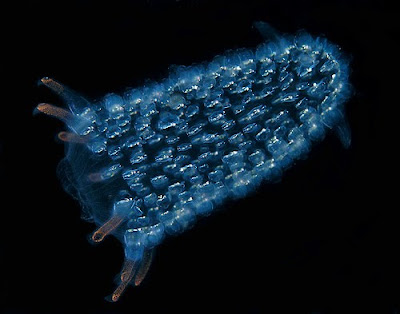 深海異形 樽海鞘 傳說中的深海異形 樽海鞘 Salps