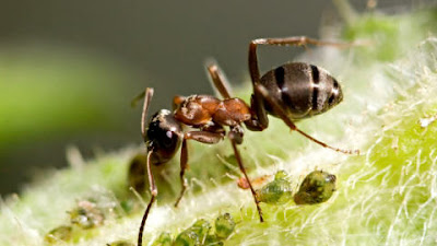 殭屍螞蟻 真菌控制被感染的殭屍螞蟻