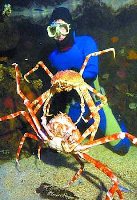 巨型殺人蟹 - 巨型蜘蛛蟹 又稱 巨型殺人蟹