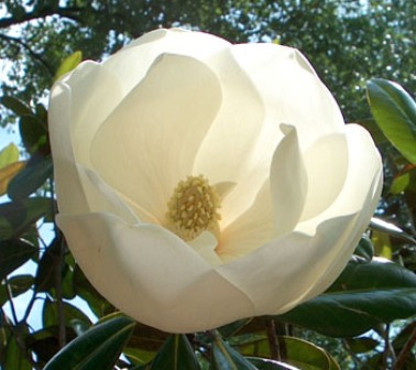 [magnoliabloom.jpg]
