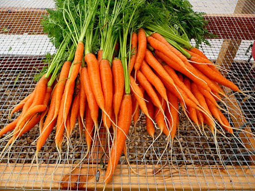 carrots_opt.jpg