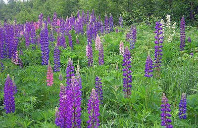 Image result for lupines in minnesota