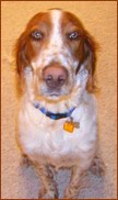 Gardening Team Members:     Bad Dog!