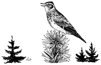 [Woodlark.gif]