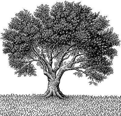 [Olive_Tree.jpg]