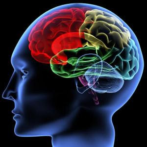 image of brain