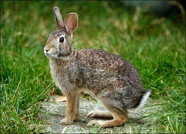 photo of a rabbit