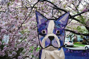 Bosty the Boston Terrier and Cherry Blossoms by collage artist Megan Coyle