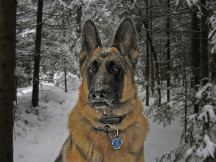 Le Monde Canin / Canine World: Statistiques de morsures de Le Monde Canin / Canine World: Statistiques de morsures de