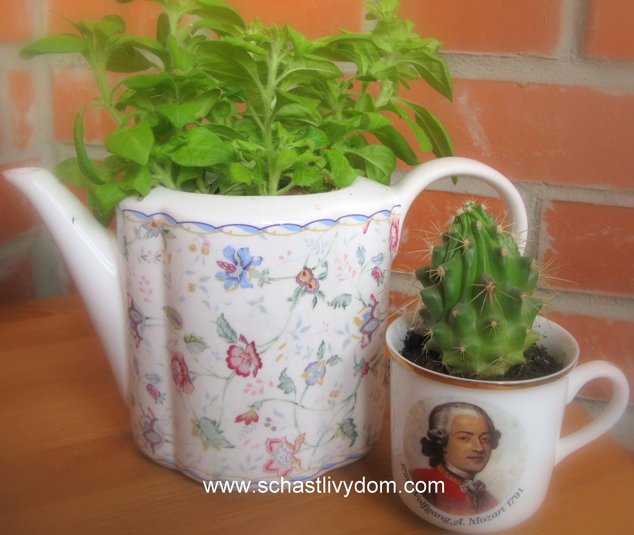 Растение для чайника